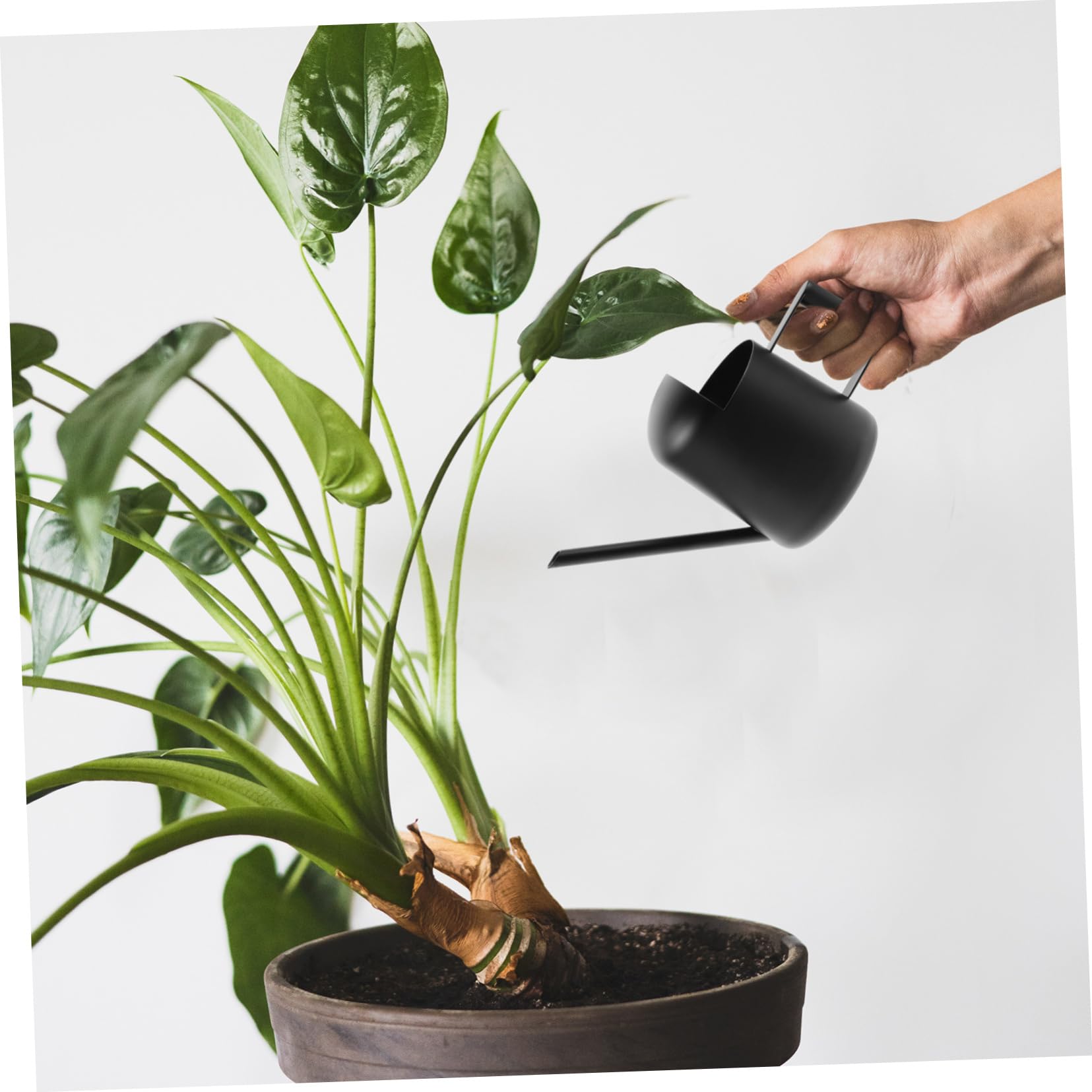 Hemobllo 2 Piezas Regadera de Inoxidable de Plantas de Interior Regadera con Jardinería Reducidos