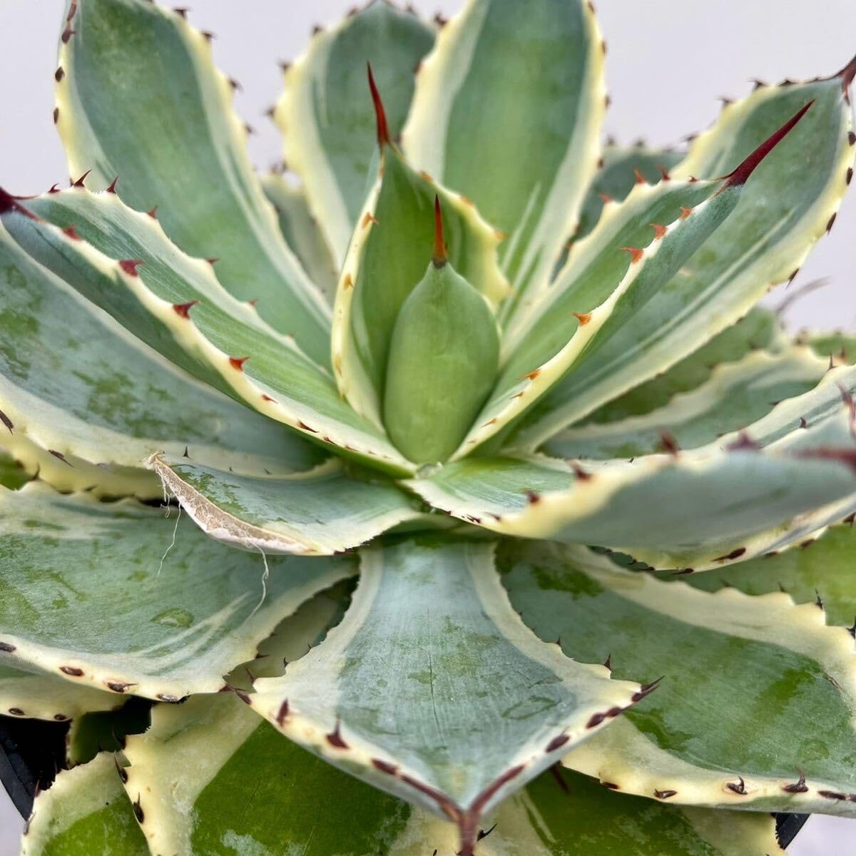 Amazon｜多肉植物 アガベ 吉祥館錦 キッショウカンAgave 6号｜観葉植物
