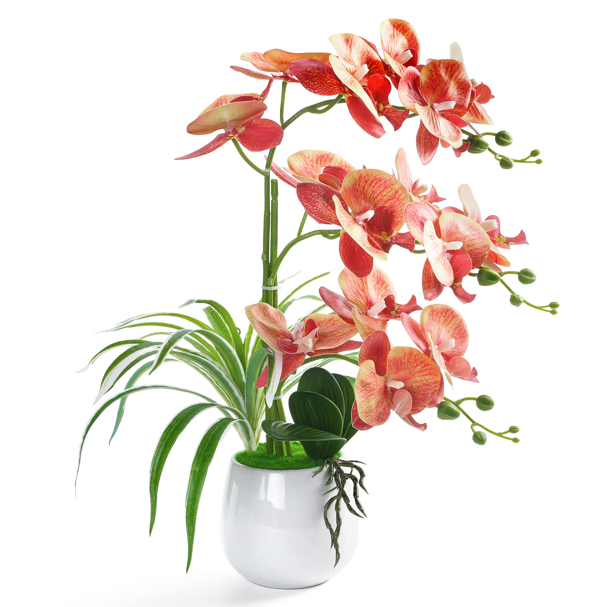 W&W Orange 01 Orchid