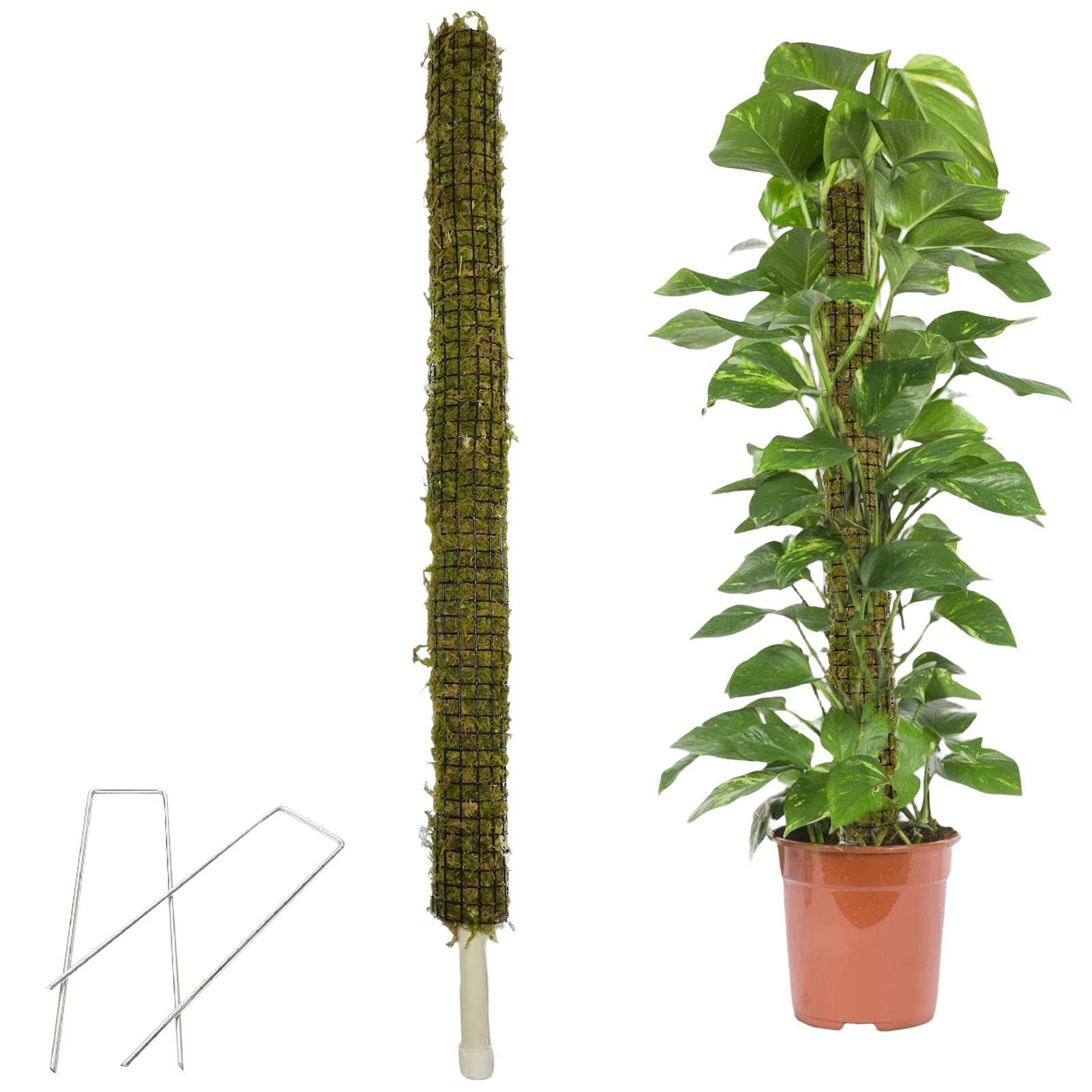 2 Moosstangen für Pflanze Monstera | Pflanzenklettergerüst Rebe | Baumstab kann gebogen und geformt werden, Moosstab Dehnpflanzen Kletterstangen Pflanzenwachstum
