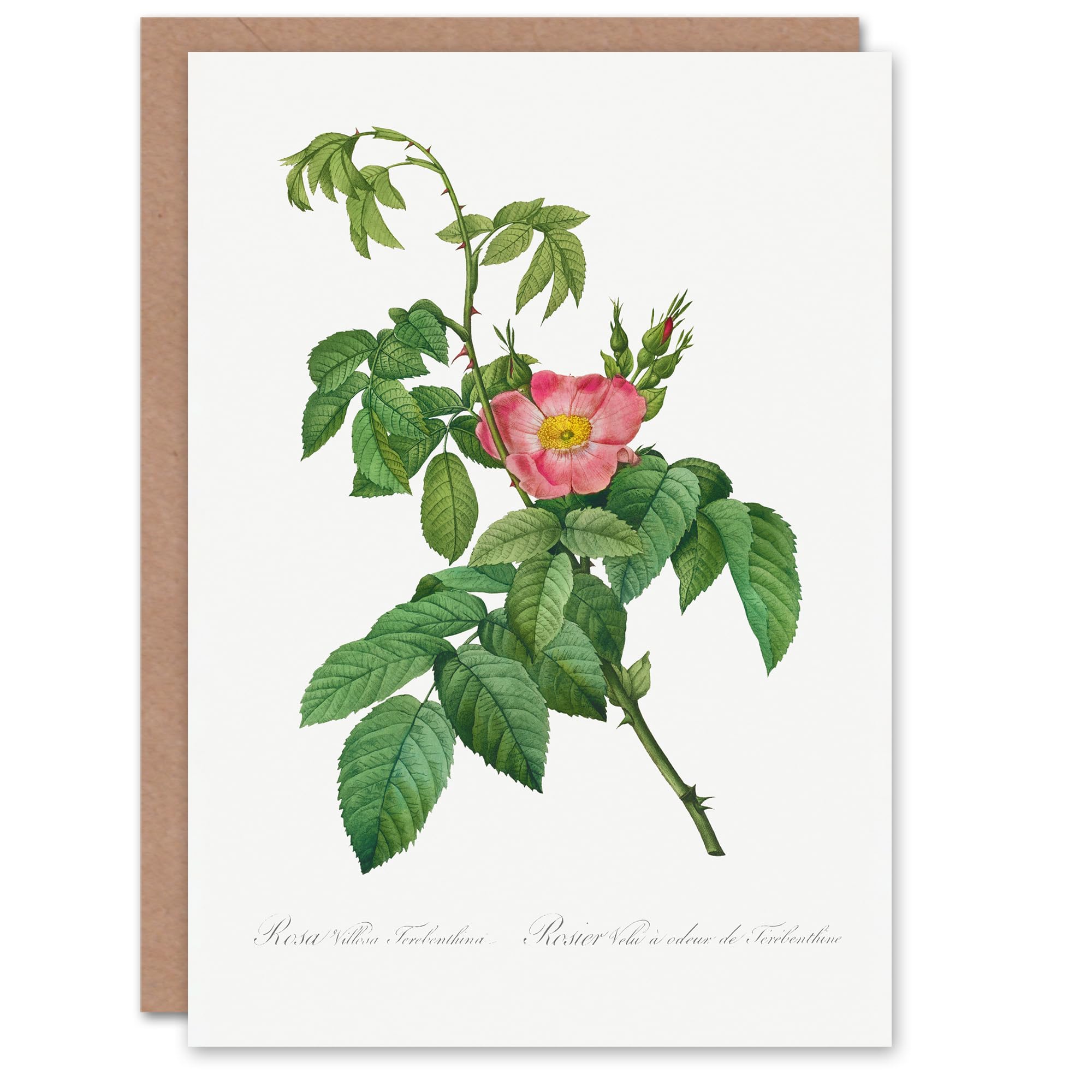 Artery8 Pierre-Joseph Redouté Art Card Rosa Villosa Flower Bloom