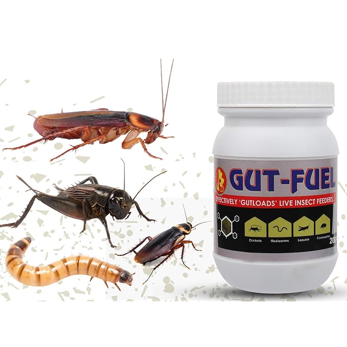 Buy Pet Care International (PCI) GutFuel Effective Gutload for Live