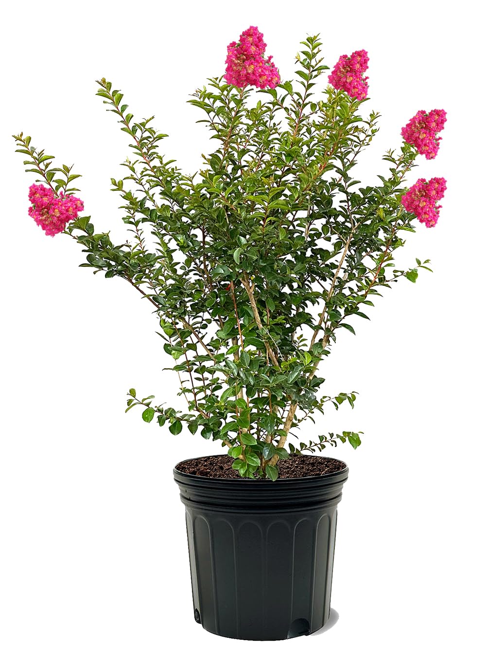 Tonto Crape Myrtle