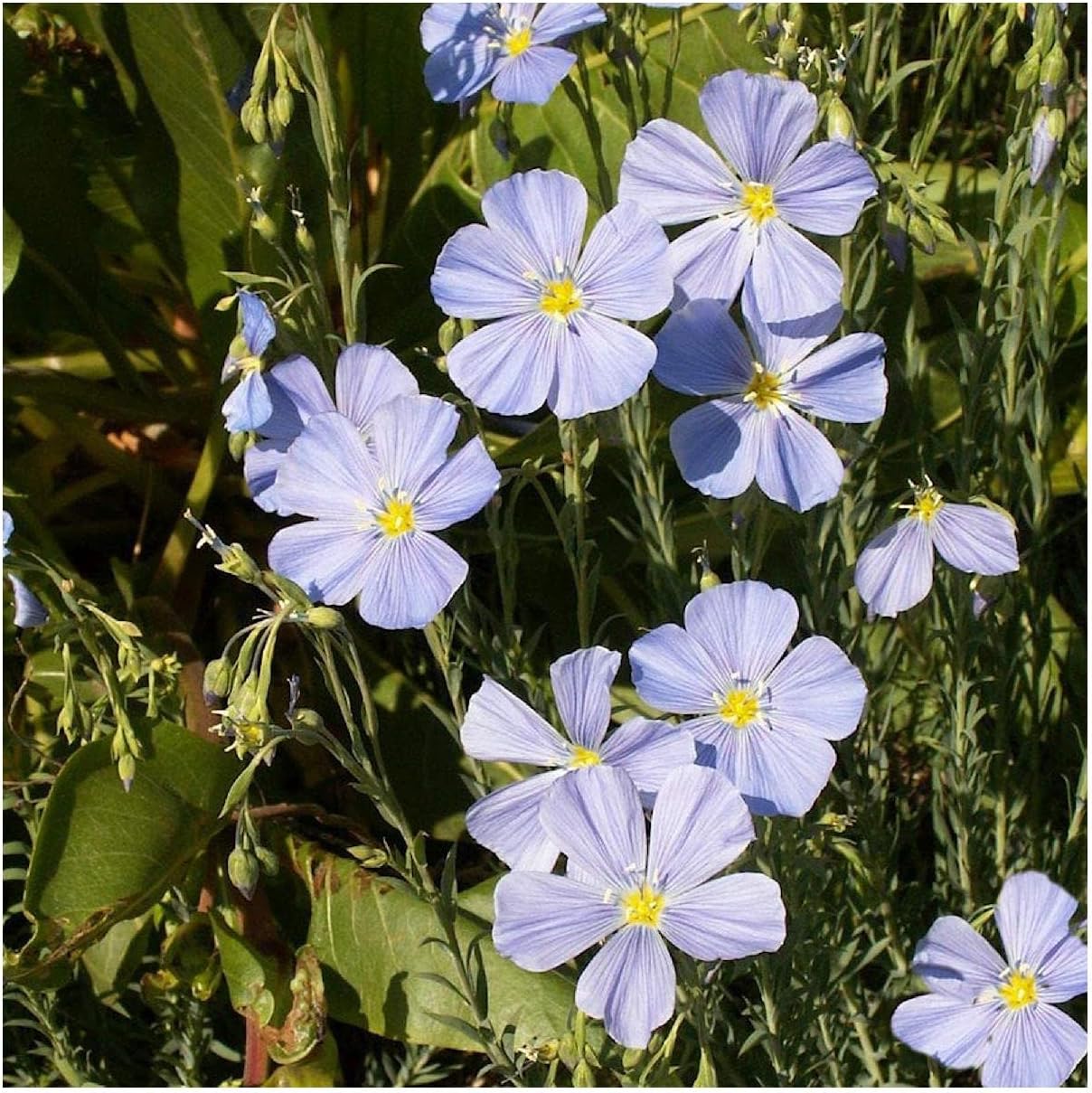 Everwilde Farms - 1/4 Lb Lewis Flax Native Wildflower Seeds - Gold Vault