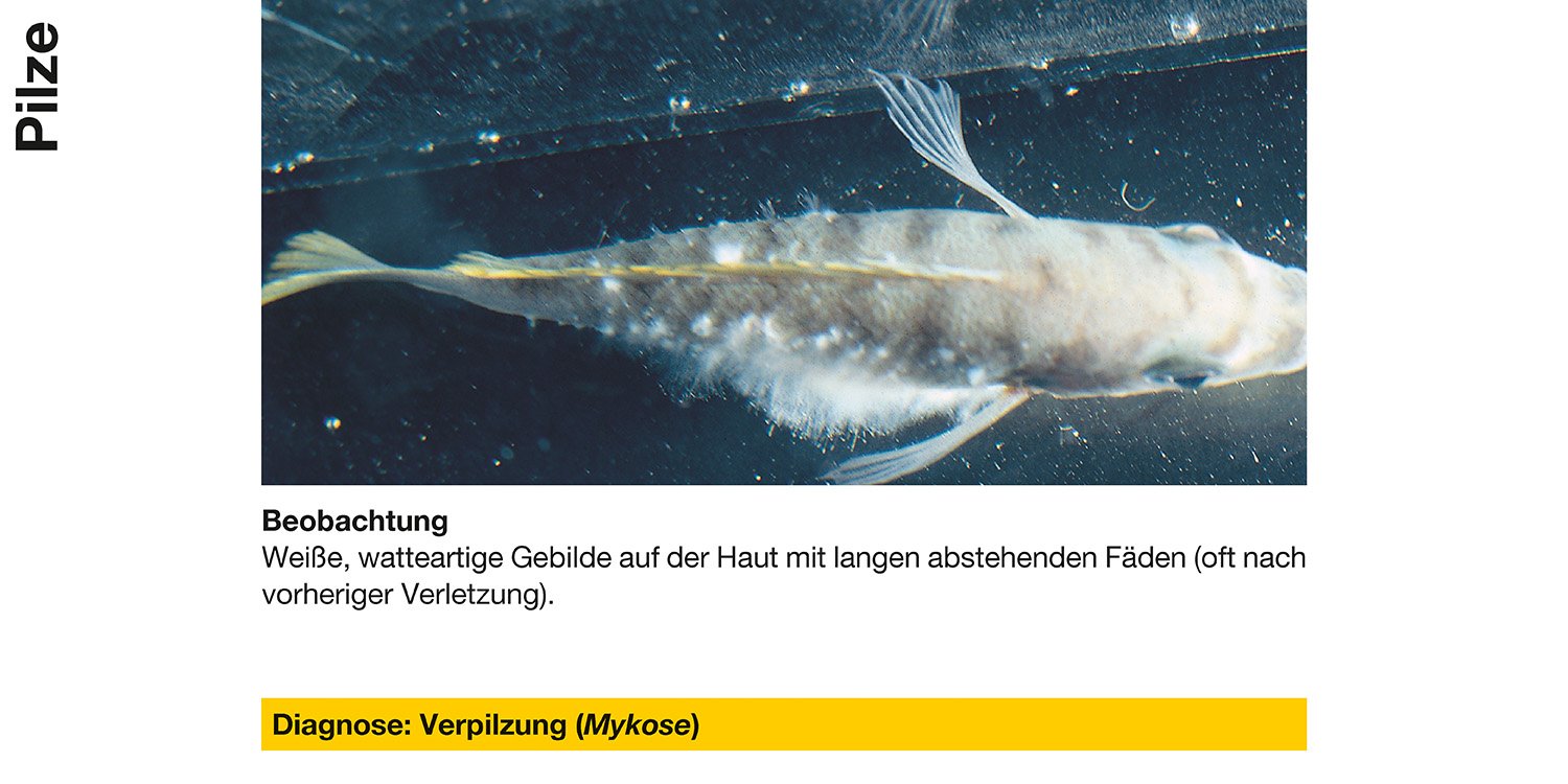 Sera 02260 Mycopur Arzneimittel für Zierfische gegen Verpilzungen Mykosen