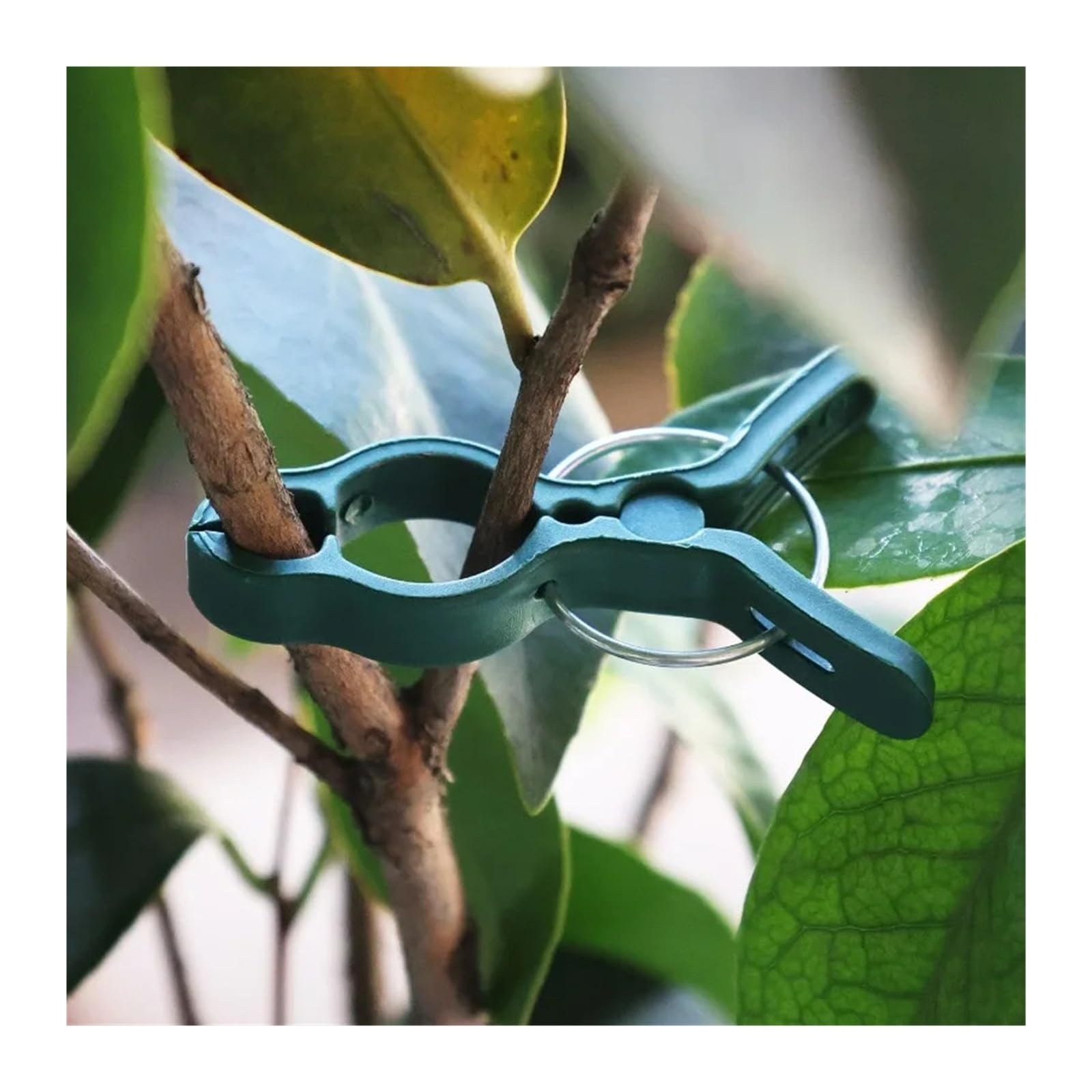 Generico Clip di Supporto for Piante Verdi for rampicanti con Clip fisse