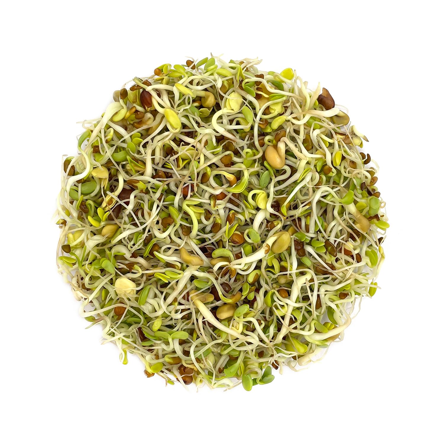 Satopradhan Mix Seeds for Sprouting 200g, A unique & delicious blend of Alfalfa, Clover, Fenugreek & Radish seeds, Organic Sprouting Mix, Broccoli, Radish, Mung Bean, and Clover (B0D53Z2P5N) Amazon Price History, Amazon Price Tracker