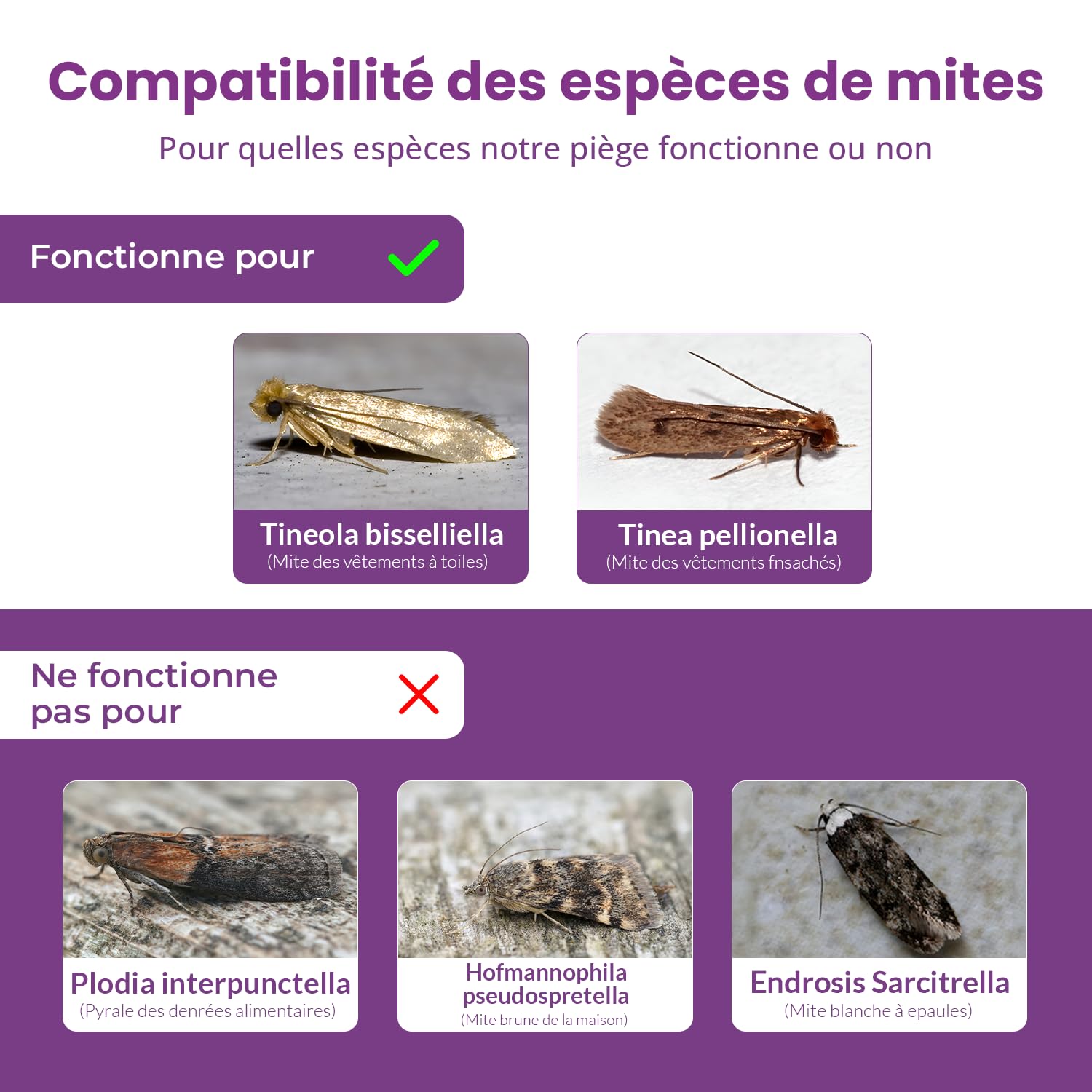 Pièges à mites textiles – Lot de 6 détecteurs sans odeur, non toxiques avec phéromones – Pour armoires, tiroirs, tissus & rangements – Sans danger pour les enfants et les animaux