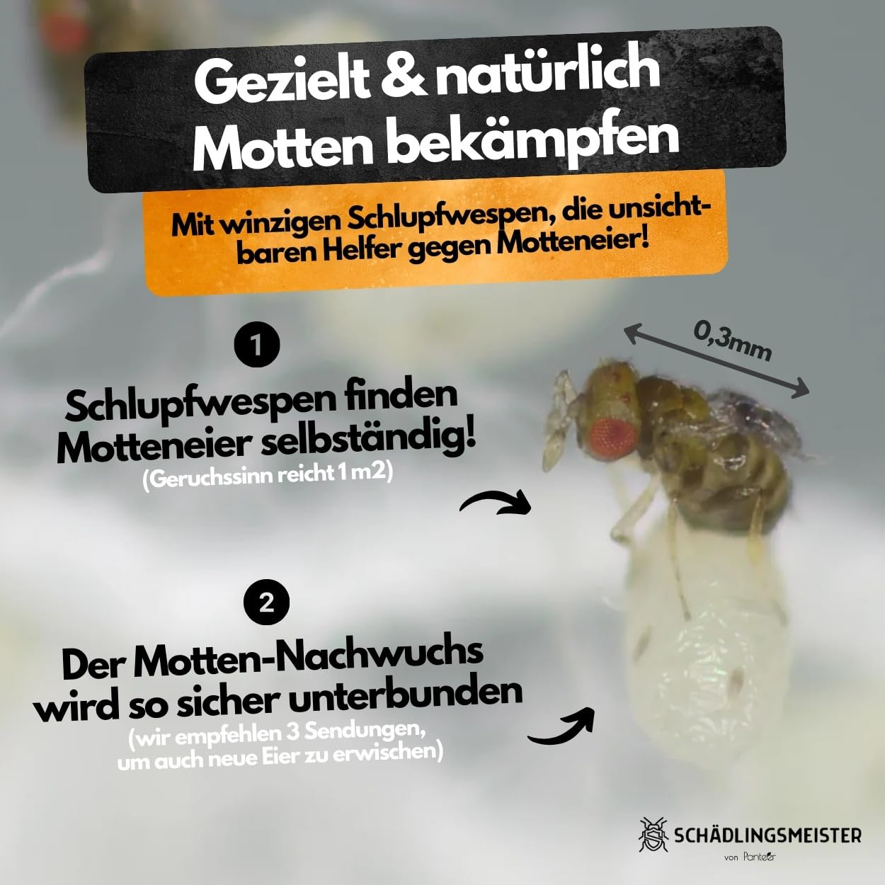 Panteer® Schlupfwespen gegen Lebensmittelmotten + GRATIS Mottenfalle - 12 Karten (4 Karten à 3 Lieferungen) - Schlupfwespen - Lebensmittelmotten Falle - Schlupfwespen gegen Motten - Made in Germany