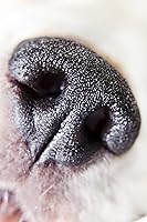 Vista 4 de 10 lentes de alta definición de 2 elementos de primer plano (Macro) compatibles con Sony FDR-AX100