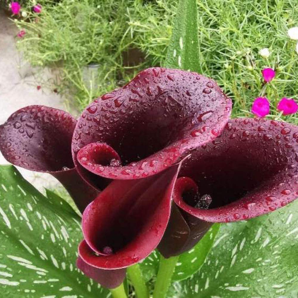 3pcs Donkerpaarse Calla Leliebollen Ingemaakte Calla Bollen Heirloom Bloembollen Exquise Snijbloemen Voeg kleur Toe aan uw huistuin