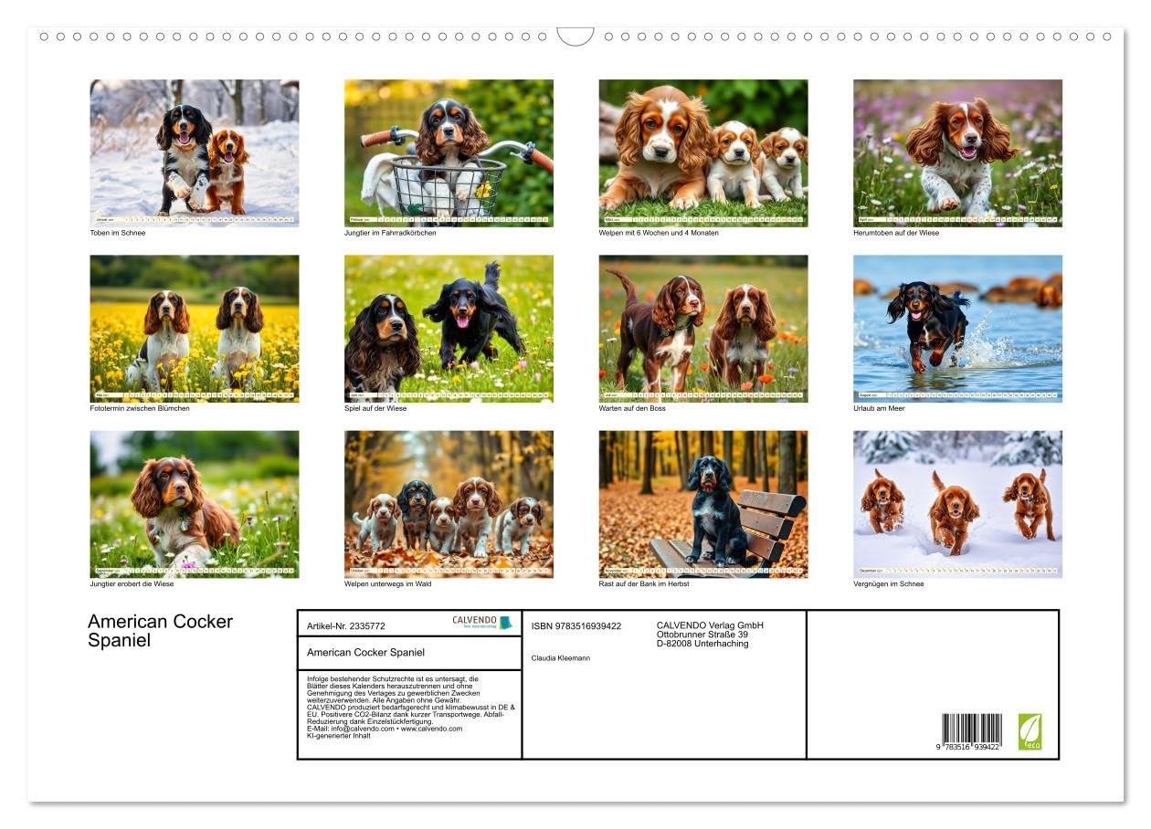 CALVENDO - American Cocker Spaniel (Wandkalender 2027 DIN A2 quer), Monatskalender: Zauberhafter Familien-und Begleithund