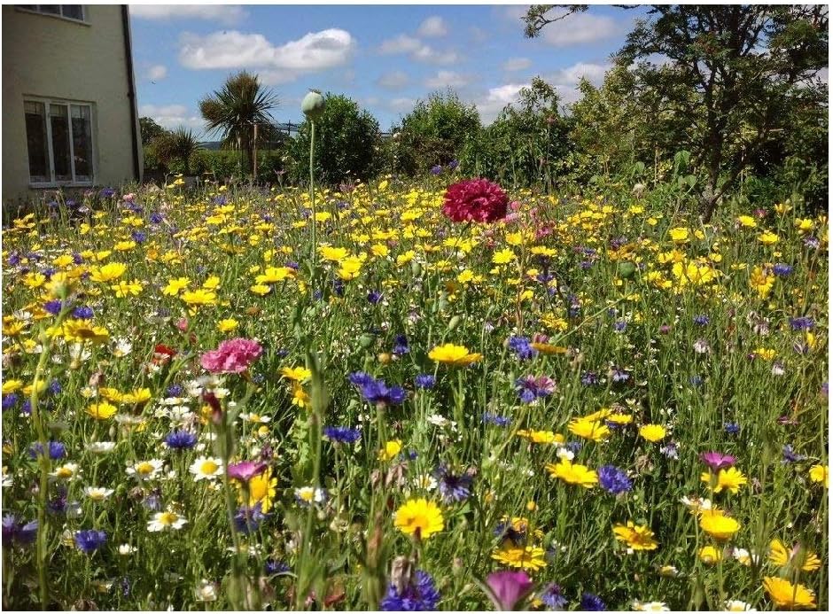 Wildflower Instant Sunshine Mini Meadow. Cover up to 10 Square metres. MeadowMania 45 Wild Flower Seeds Species in Mix 50 Grams net