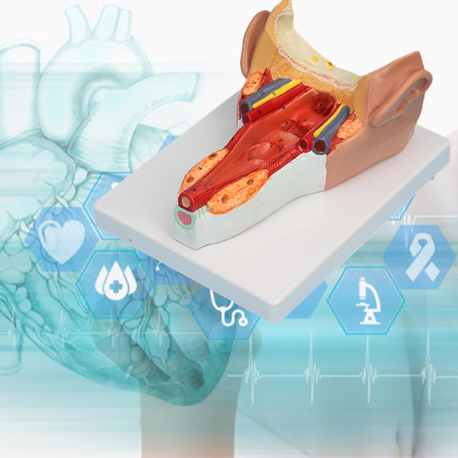 Anatomiczny model mięśni ściany gardła badania choroby wykład medyczny anatomia narządów człowieka model materiały dydaktyczne