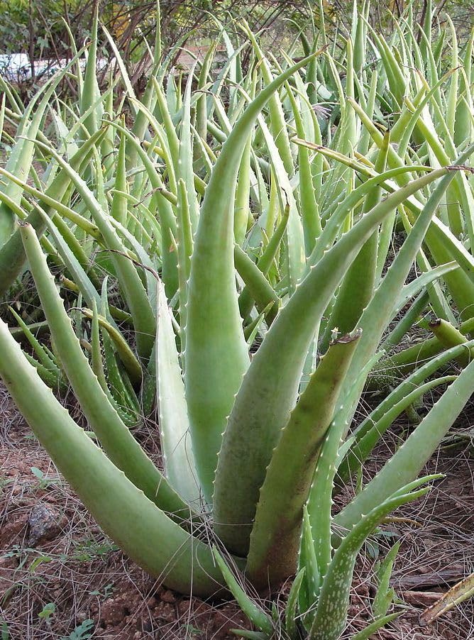 Ayurvedic Aloe Vera Medicinal Plant Grita Kumari Leaf For Indoor Outdoor  Live Plant Original Variety (Pack Of 2) : Amazon.in: Garden & Outdoors