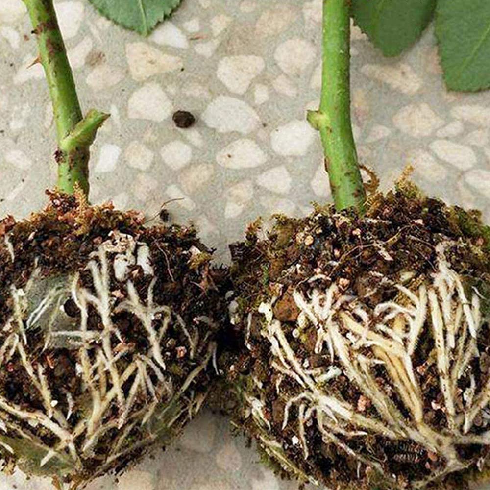 Confezione da 6 scatole per radici, scatola ad alta pressione per innesto di piante a sfera, dispositivo di taglio adatto per innesto da giardino, radicamento, allevamento (piccolo)