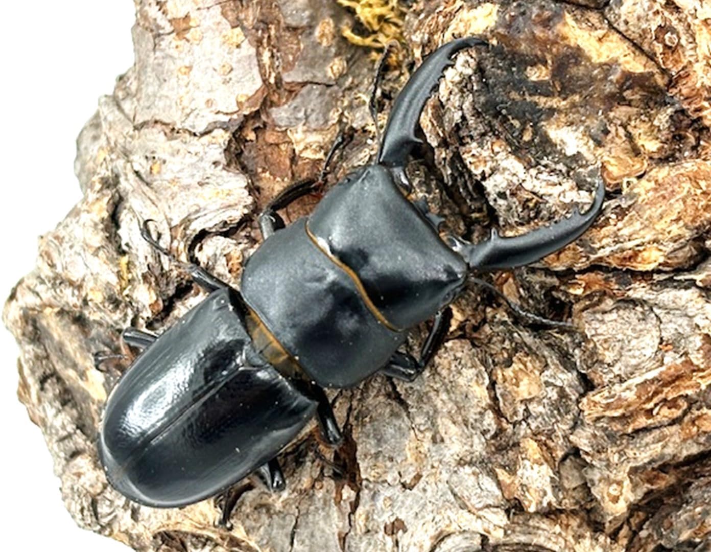 Amazon 稀少!【DDA】チョウセンヒラタ(対馬/厳原) 成虫 オスMLサイズ ペア プレゼント付き dda クワガタ 生体 国産