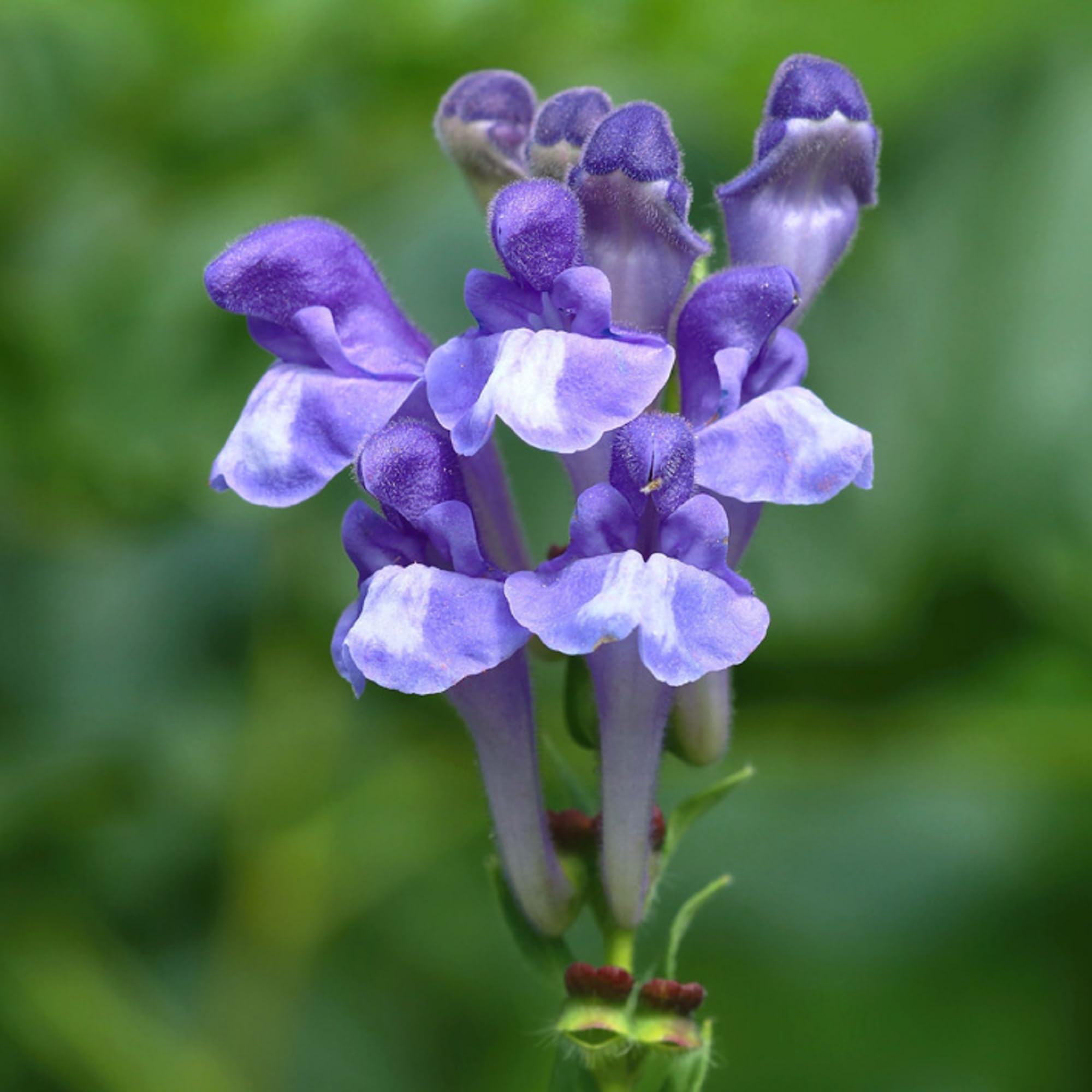 CHUXAY GARDEN Baikal Skullcap Seed 25 Seeds Scutellaria Baicalensis Perennial Herb Plant Bright Blue Flowers Bloom Spring Summer Native Wildflower Extremely Decorative