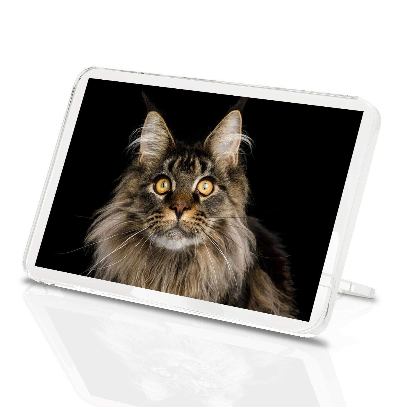 Destination Vinyl Magnets Multicolor Maine Coon Cat Classic Fridge Magnet - Exotic Breed Feline Animals #16225