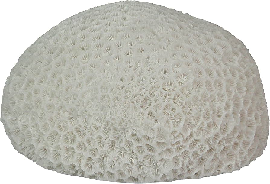 Amazon.co.jp : Things2Die4 6インチ 樹脂 LED 脳 サンゴ アクセント