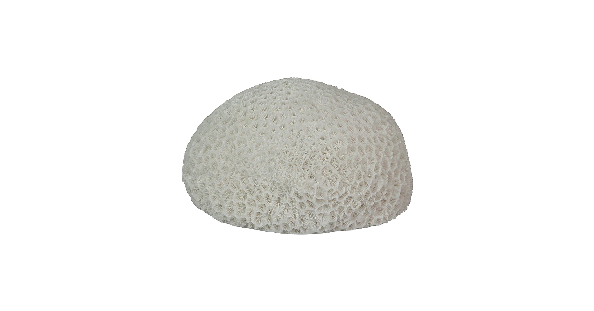 Amazon.co.jp : Things2Die4 6インチ 樹脂 LED 脳 サンゴ