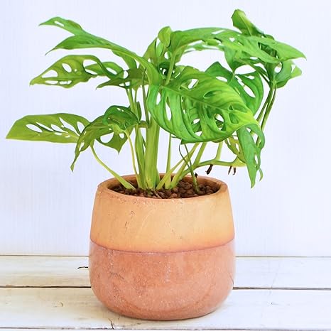 モンステラ マドカズラ アンティークポット Ip Sosp 0001 インテリアプランツ Interiorplants 観葉植物 置き型 インテリア 育てやすい 贈り物 ギフト プレゼント セメントポット 管理が簡単 おしゃれ かっこいい カッコイイ Monstera Deliciosa Liebm モンステラは聖なる