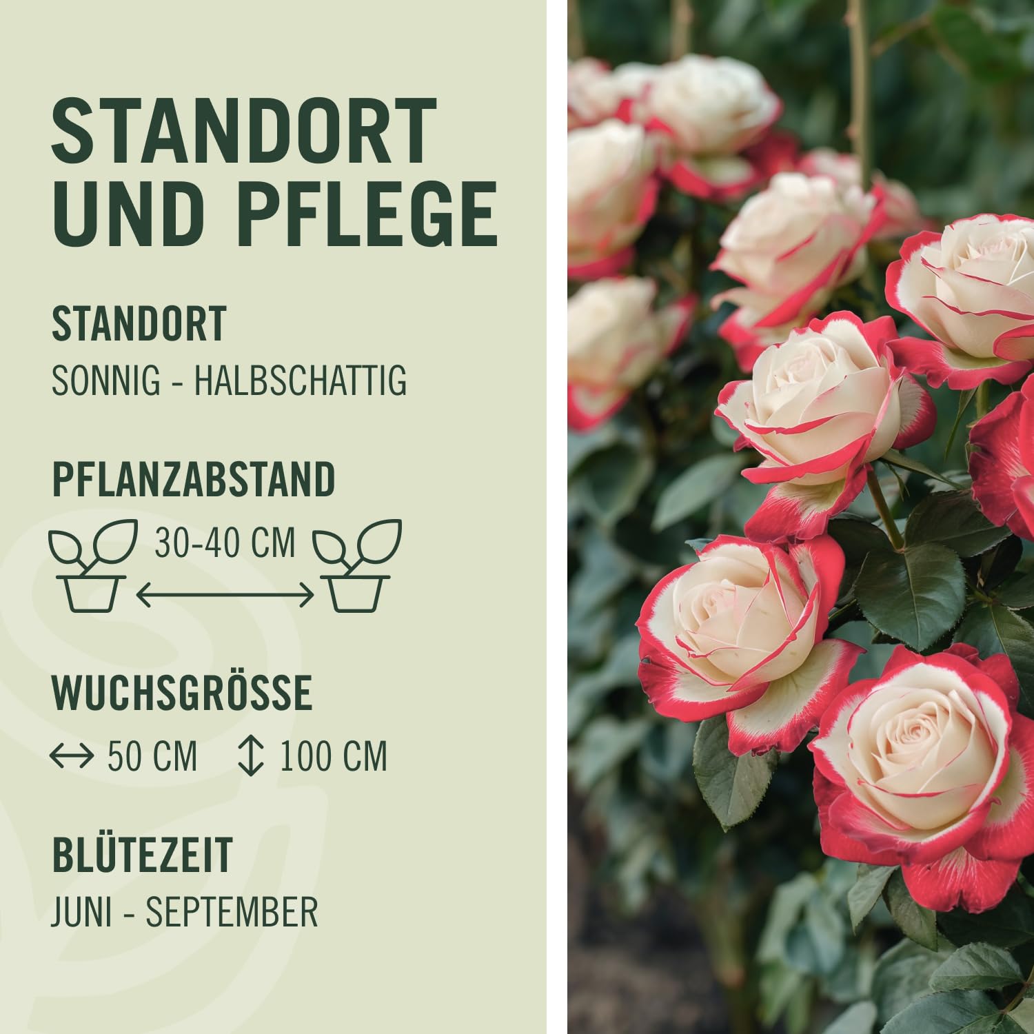 Edelrose Nostalgie® - Mittelstark duftende Rose mit zweifarbiger Rosenblüte in rot & creme-weiß - Winterharte nostalgische Edelrose im 5 Liter Container von Garten Schlüter - Pflanzen in Top Qualität