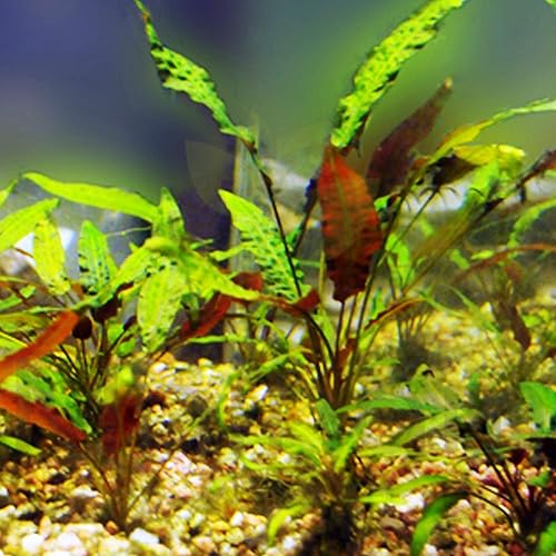 Miniatura 3 de Cryptocoryne Wendtii - Maceta con raíces "rojas" de agua dulce para acuario