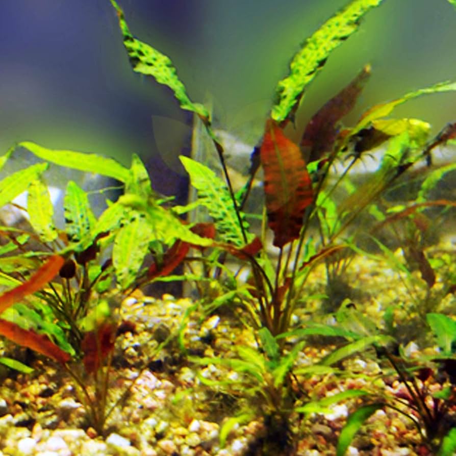 【LA1223-01z】Cryptocoryne sp. Min-2 Cryptocoryne Aquarium Crypt SubstrateSource Cryptocoryne
