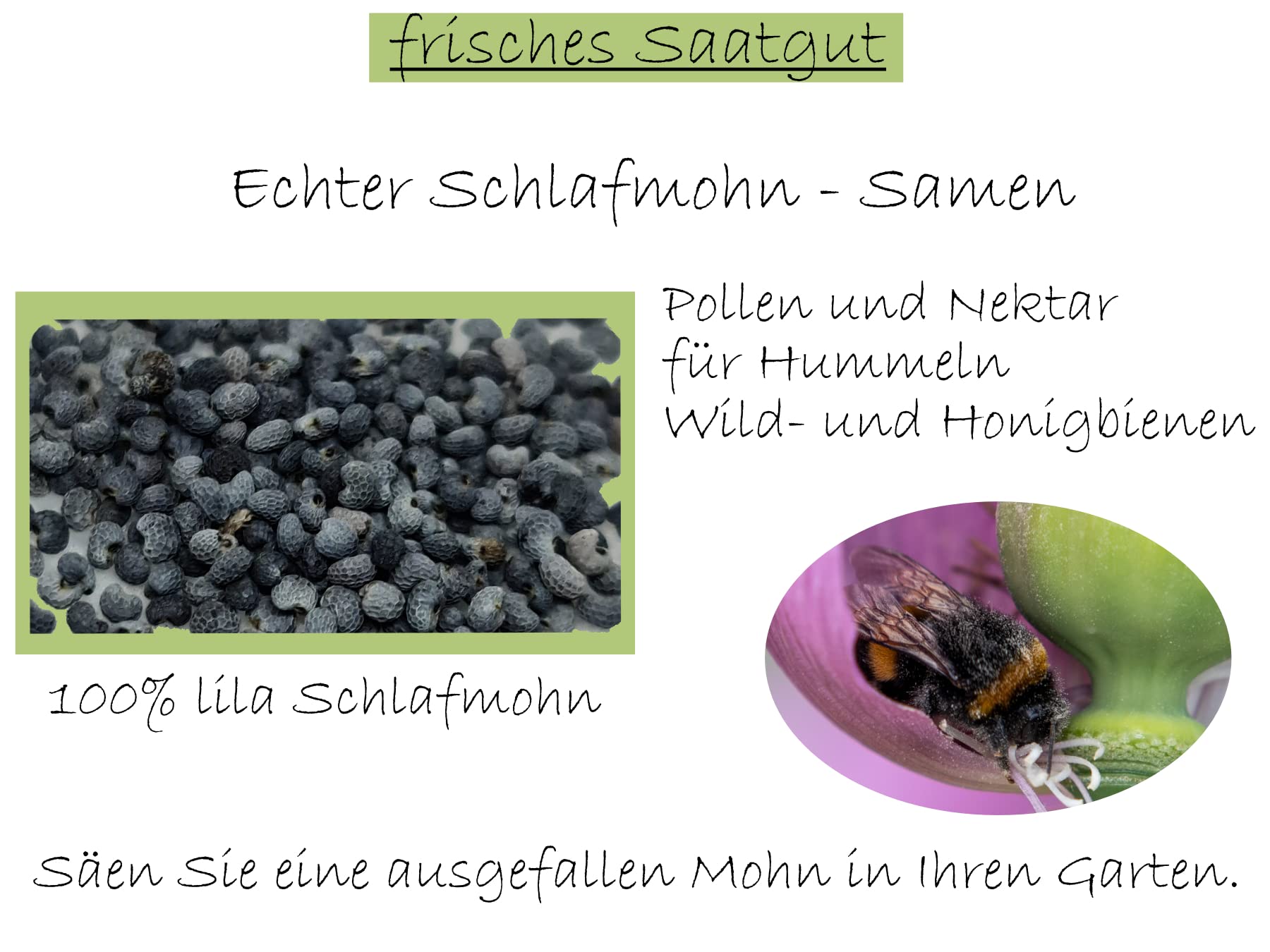 Echter Schlafmohn Papaver Somniferum Samen