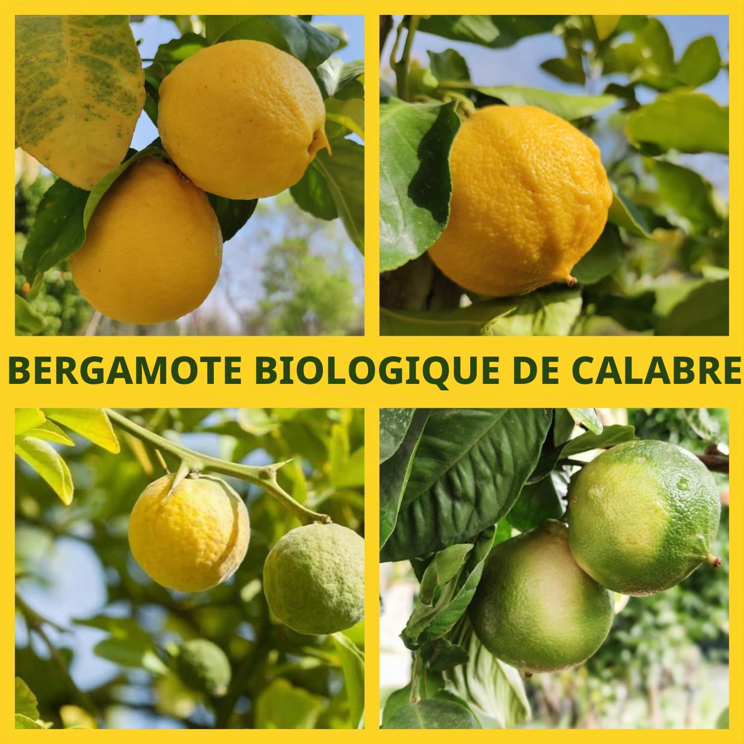 Valle del Crati Jus de Bergamote BIO de Calabre 720ml, 100% Pur, Boisson fraîche et désaltérante, sans sucres ajoutés et sans conservateurs, Jus de bergamote BIO 6 bouteilles de 720 ml