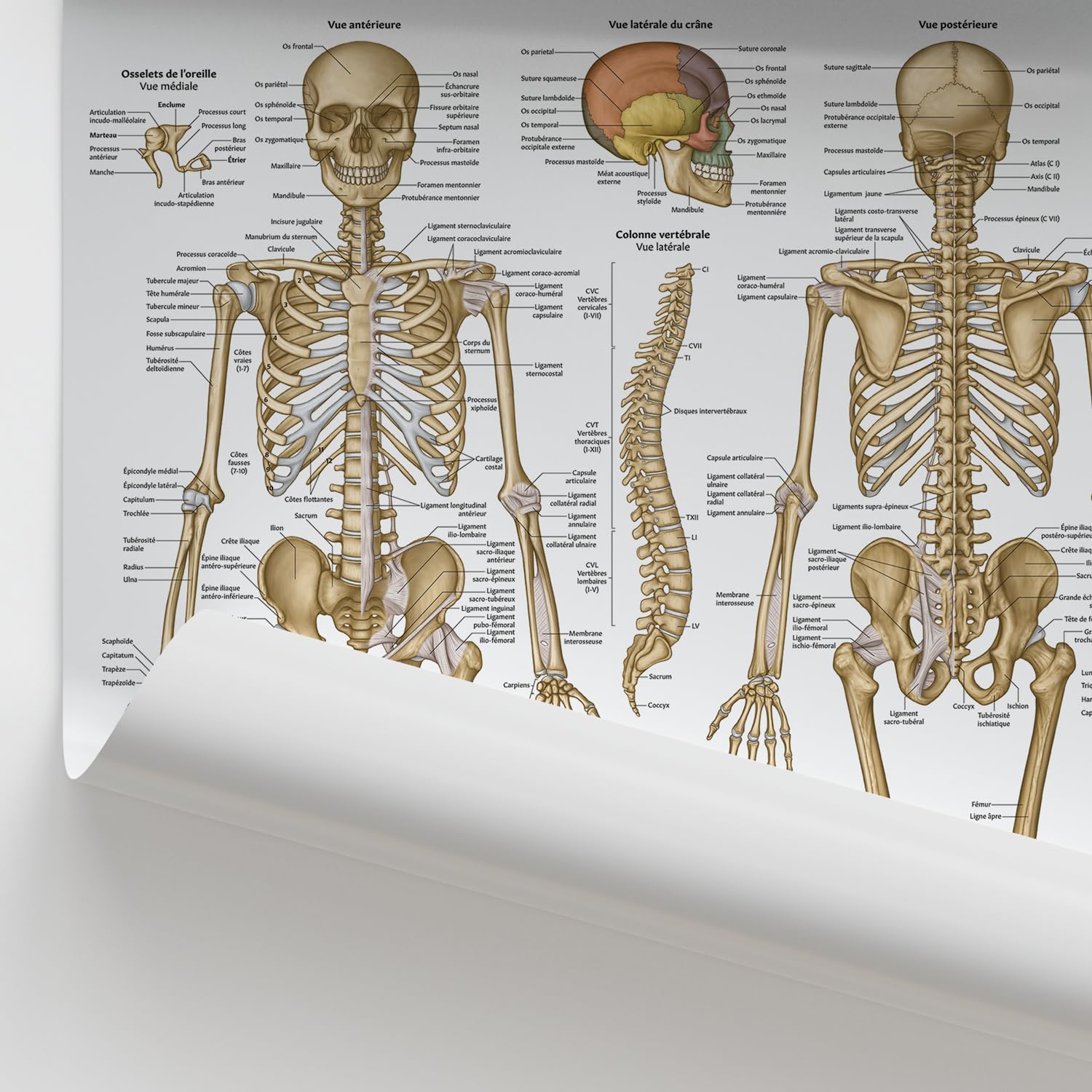 AnatomyStuff Poster Anatomie Squelettique - FRANÇAIS, 45 x 60 cm, 18 x 24 Pouces, Diagramme et Tableau