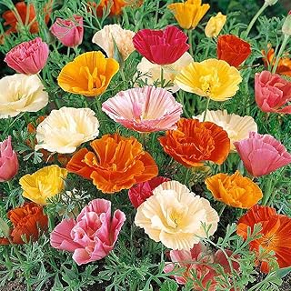 Mission Bells - California Poppy Mix Seeds - Approximately 3,200 Seeds