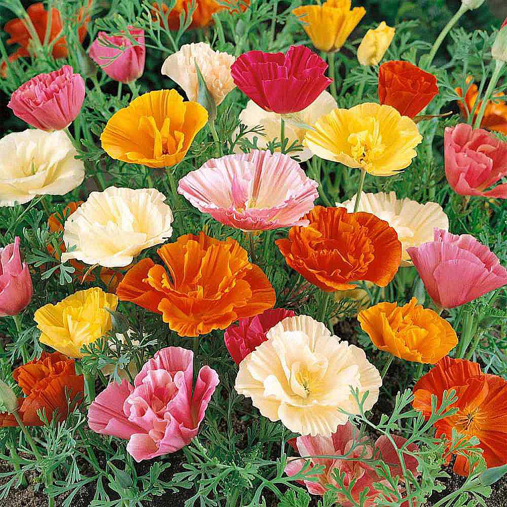 Marde Ross California Poppy Mission Bells
