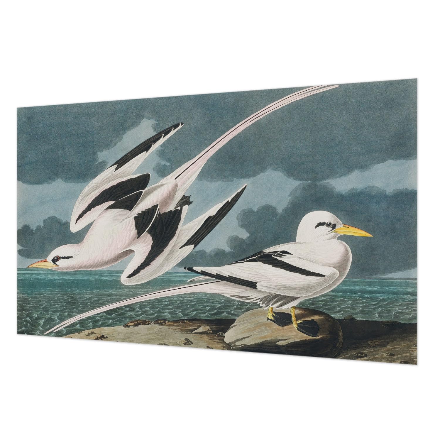 Revêtement mural facile à nettoyer 416x254 cm oiseaux bord de la mer