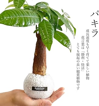 その他観葉植物 3104 Amazon｜ガジュマル パキラ サンスベリア 3点セット 白砂利