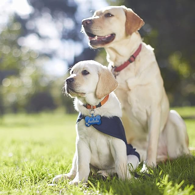 Foto 7 de 7 de Uiopa 2 Piezas Chapa Perro Grabada, Hueso Placas para Perros Personalizadas de Acero Inoxidable