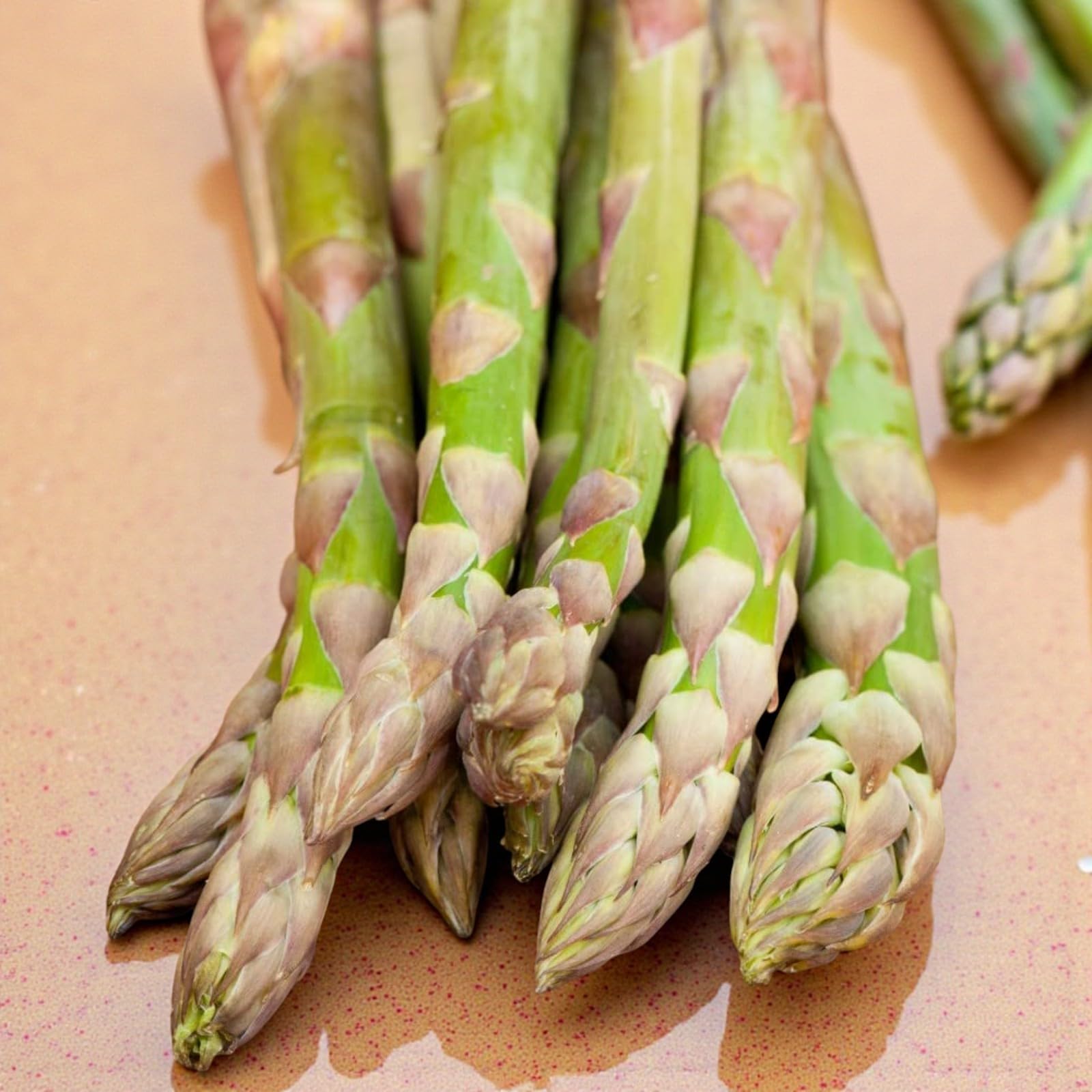 Carbeth Plants Asparagus Crown Roots for Planting - Premium Quality Easy Grow Vegetable Perennials - Quick Establishment & High Yielding Spears for Kitchen Gardens & Allotments (25, Tiemlim)