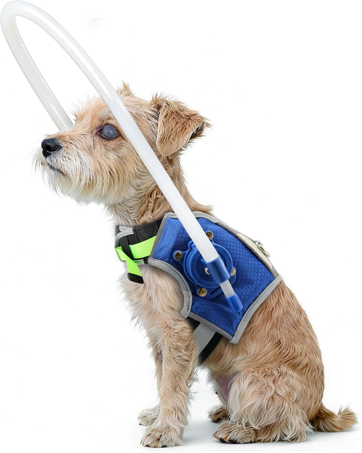 Blind Dog Halo Harness, Protective Halo Dog Collar for Blind Dogs (Blue M for 19.5-23.5In)