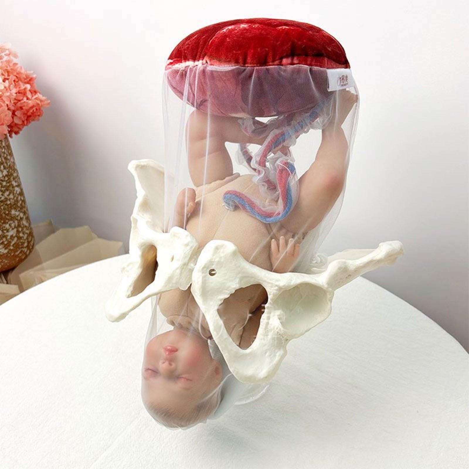Modèle de bassin de démonstration d'accouchement, section pelvienne féminine humaine, grossesse, fœtus anatomique, cordon ombilical, placenta, simulateur d'accouchement pour étude