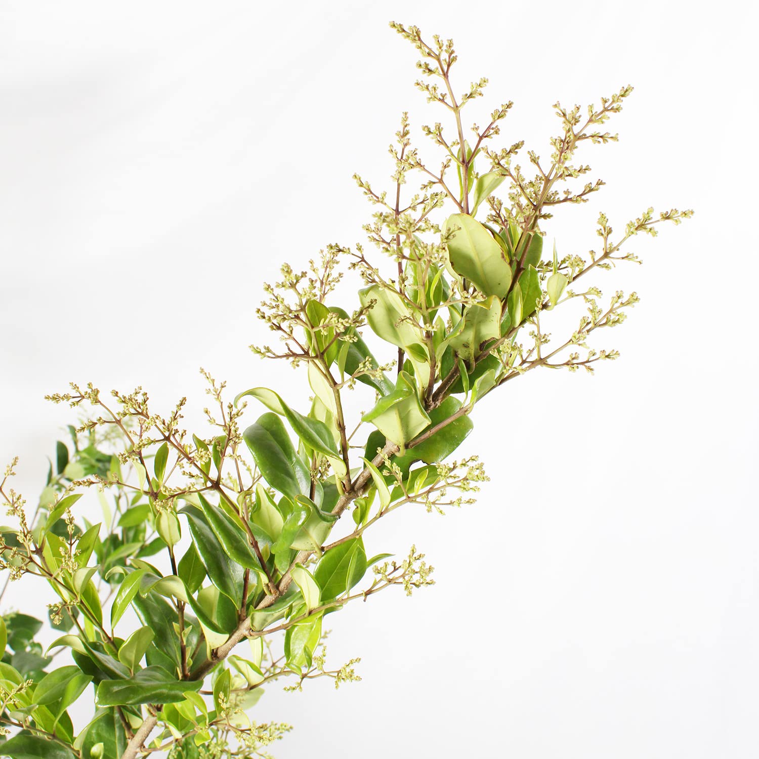 laurustinus plant Viburnum tinus Vibtin Laurustinus, Laurestine main image 0