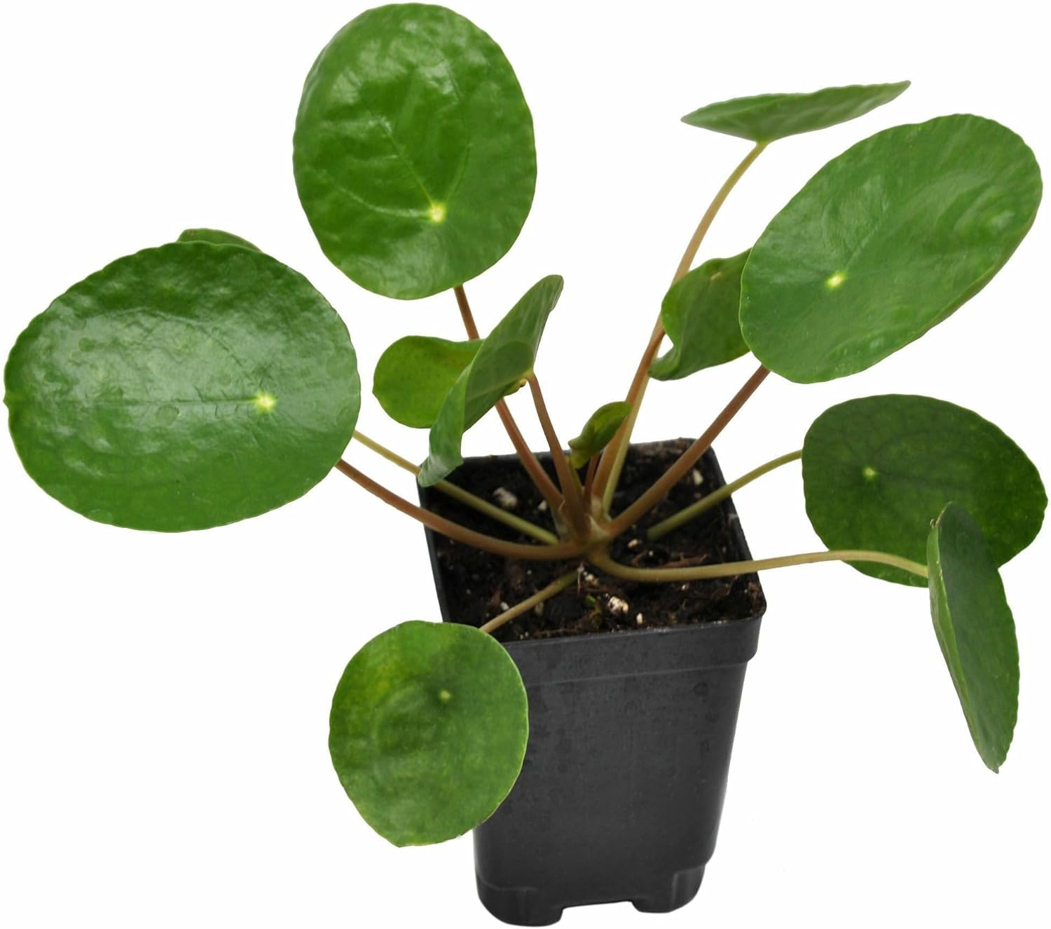 Pilea peperomioides, Chinese Money, Pancake, or Sharing Plant, houseplant, Perennial with Architectural Interest for Indoor feng Shui, Container Size: 3" (2.6x3.5)