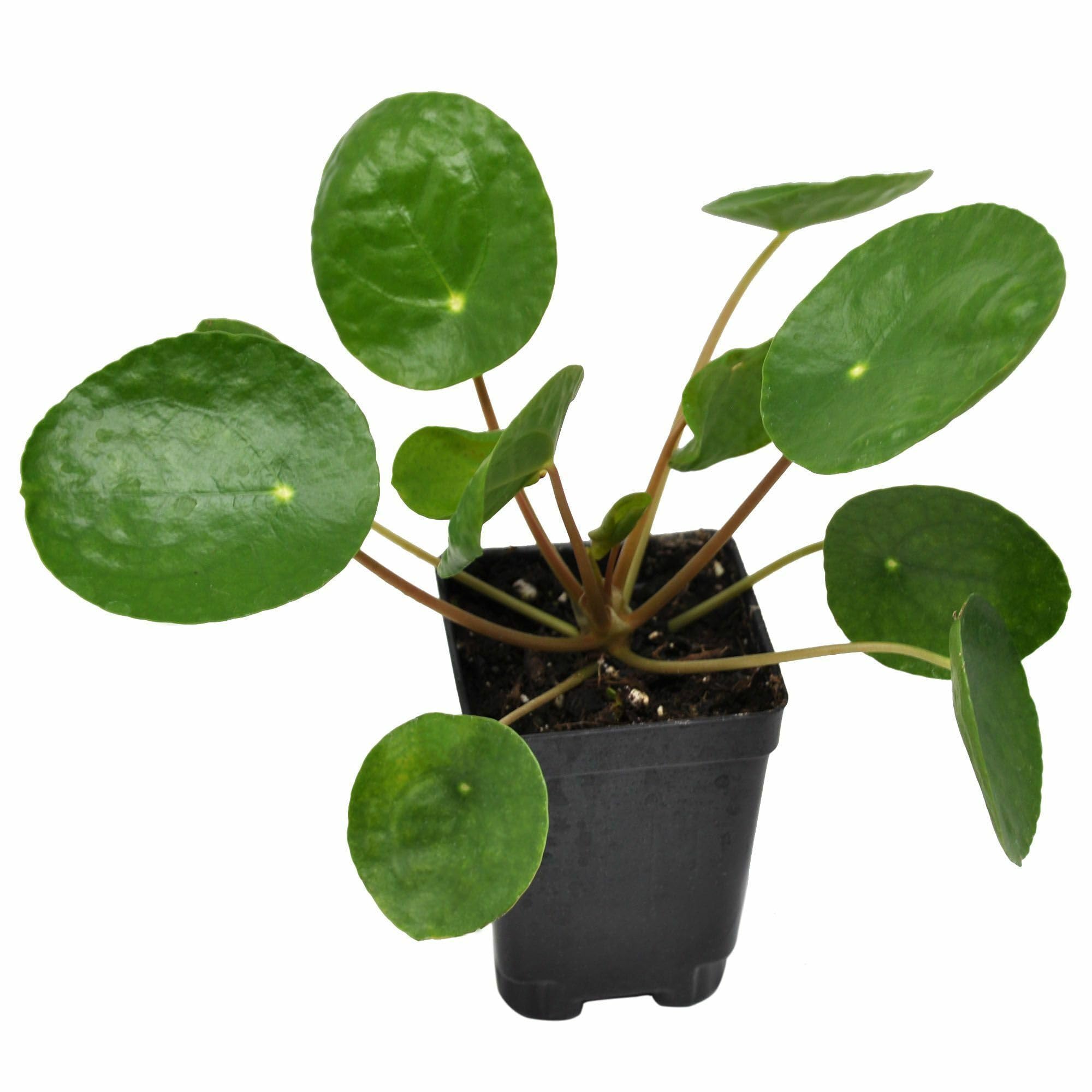 Winter Greenhouse Pilea Peperomioides 3 Inch