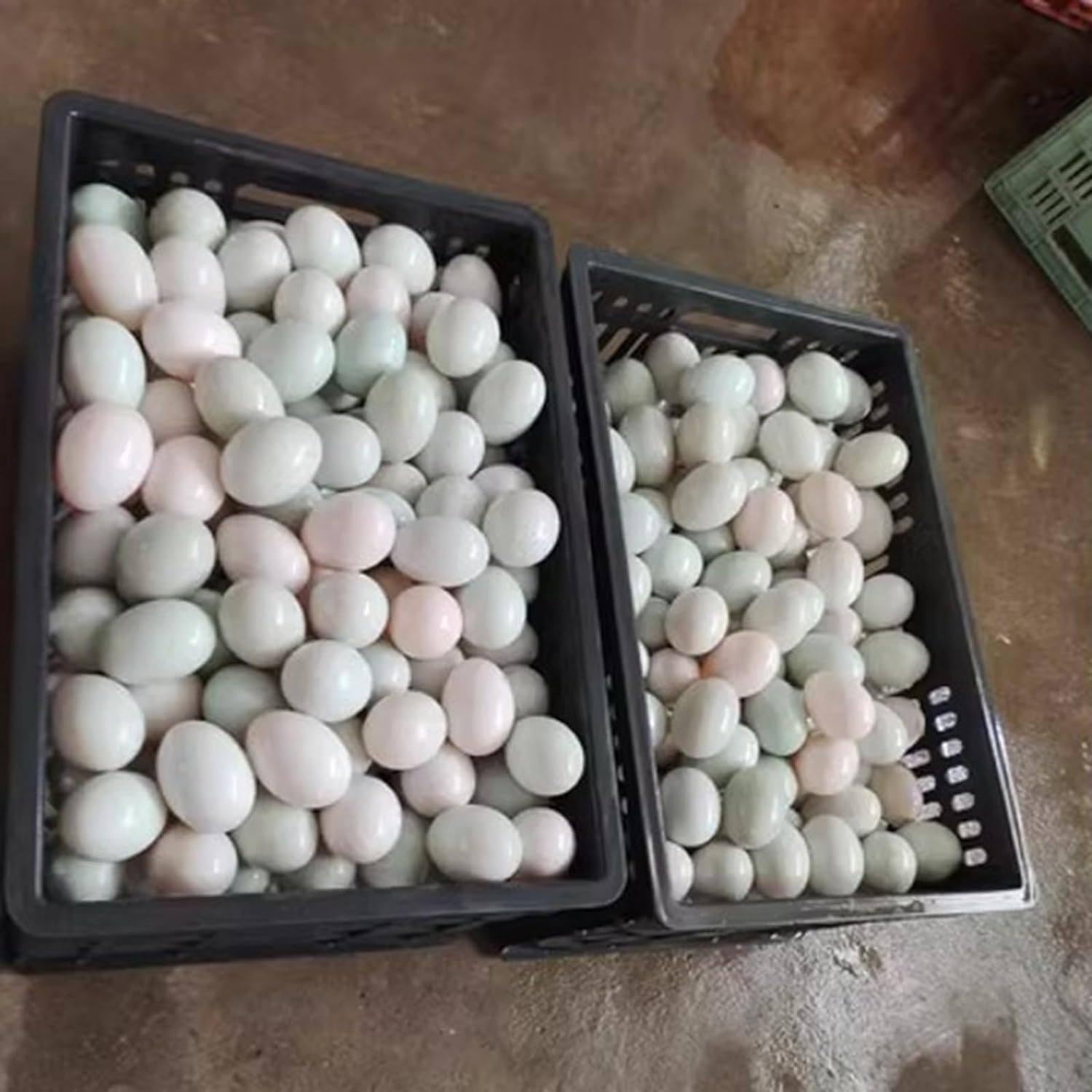Lavadora de Huevos eléctrica, Lavadora de Huevos de gallina Pato Ganso, para criadores y Granjas