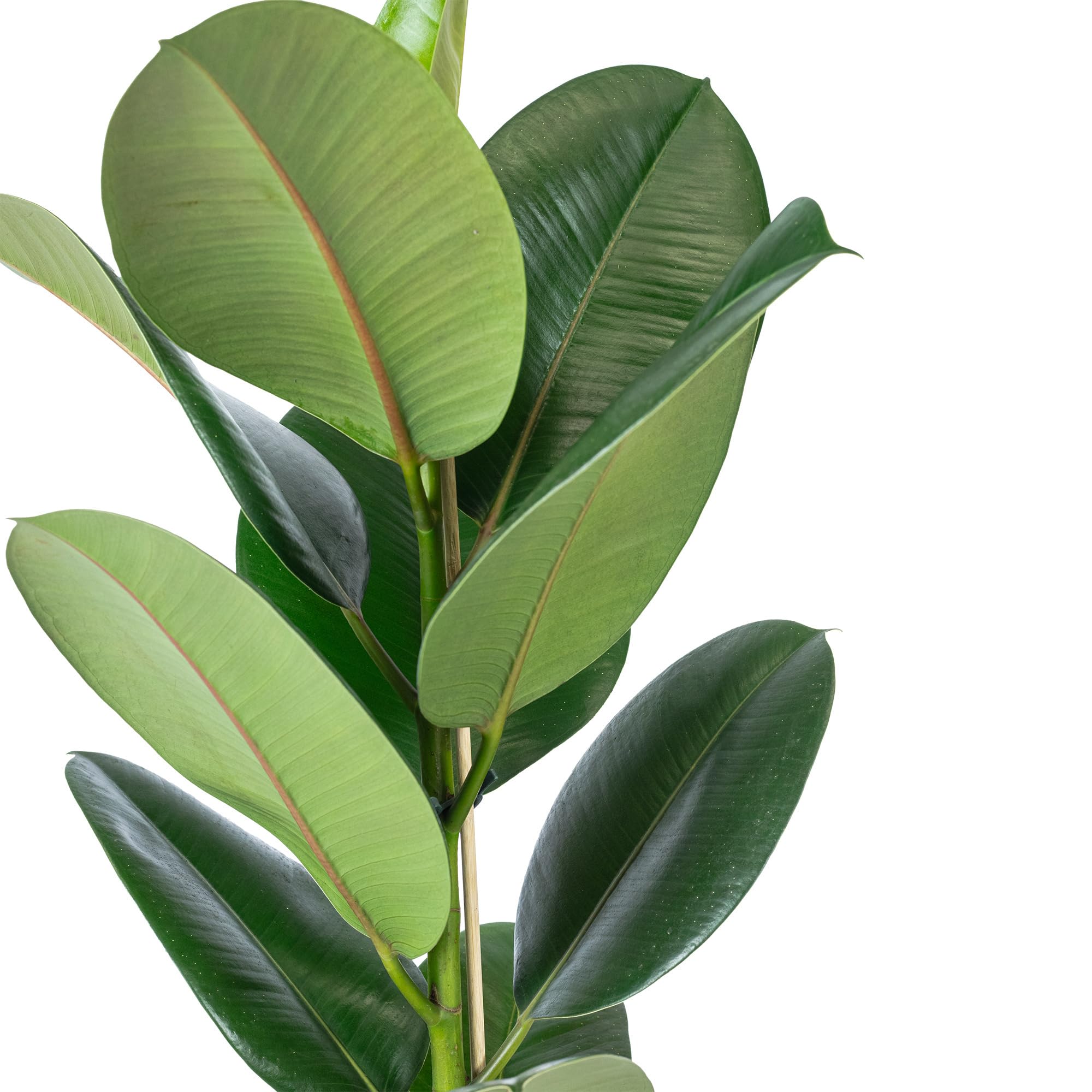 Gummibaum - pflegeleichte Zimmerpflanze, Ficus elastica 'Robusta' - Höhe ca. 70 cm, Topf-Ø 21 cm