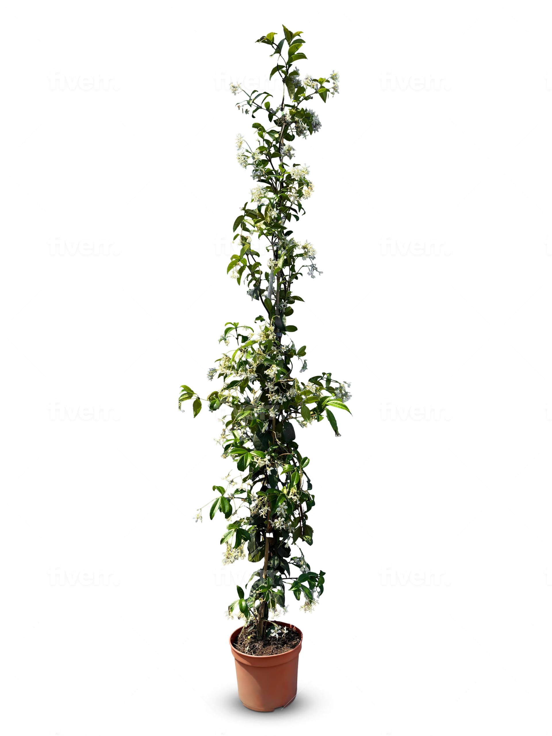 Sunny Tree - Jasmin - Toskanische Jasmin - Trachelospermum Jasminoides - 120 cm - Kletterpflanze - Winterhart - A+