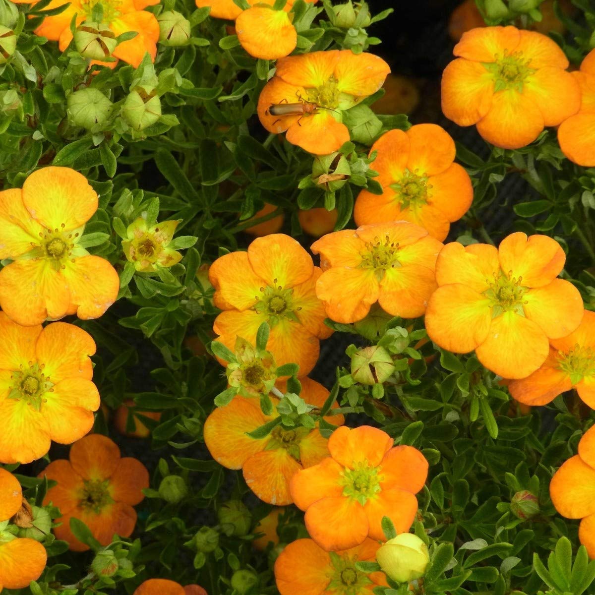 TOM-GARTEN Fingerstrauch 'Bella Sol', dauerblhender Bodendecker 1 Pflanze,  strahlend orangene Blten : Amazon.de: Garten