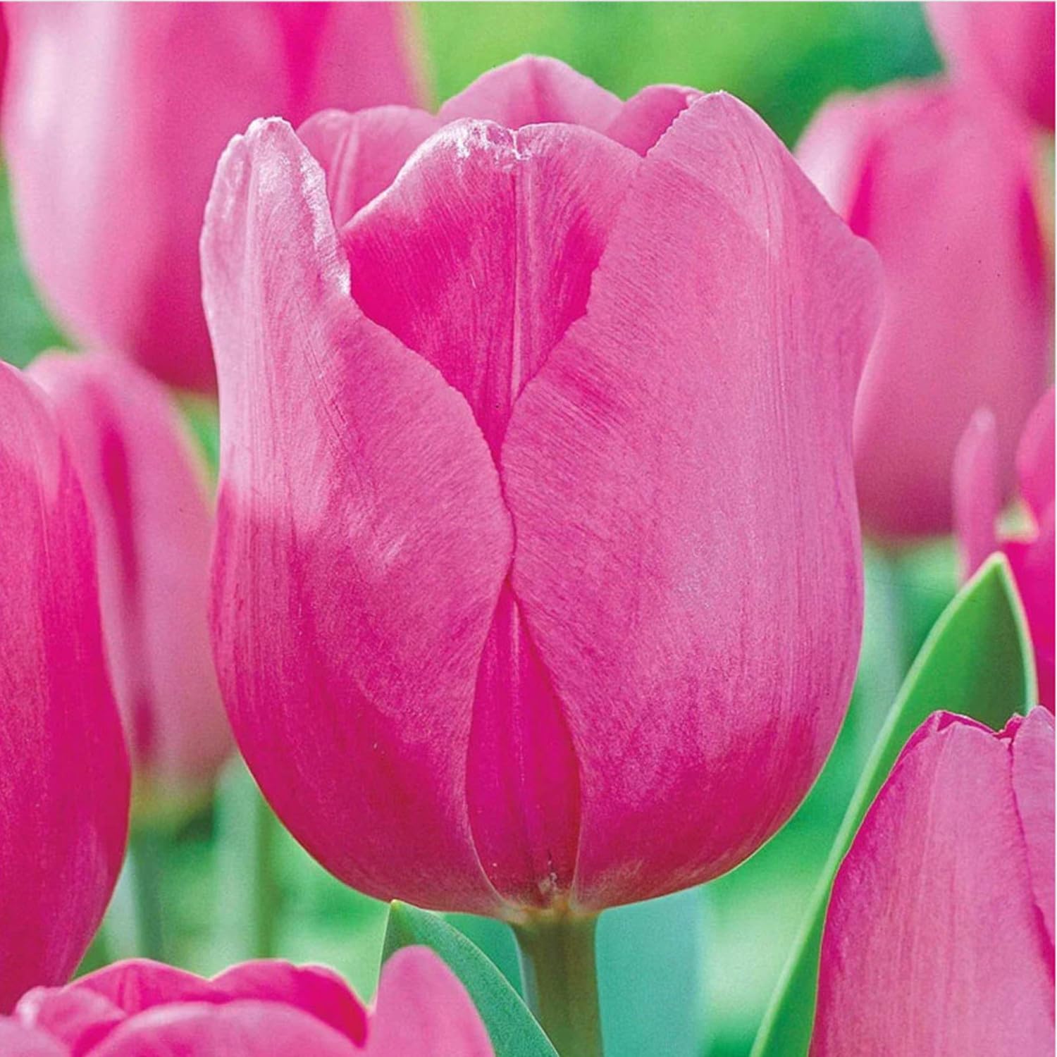Bulbi di Tulipano | Eleganti,Delicati, Nobili, Sereni,Vivaci,Romantici, Freschi-15 bulbi-D