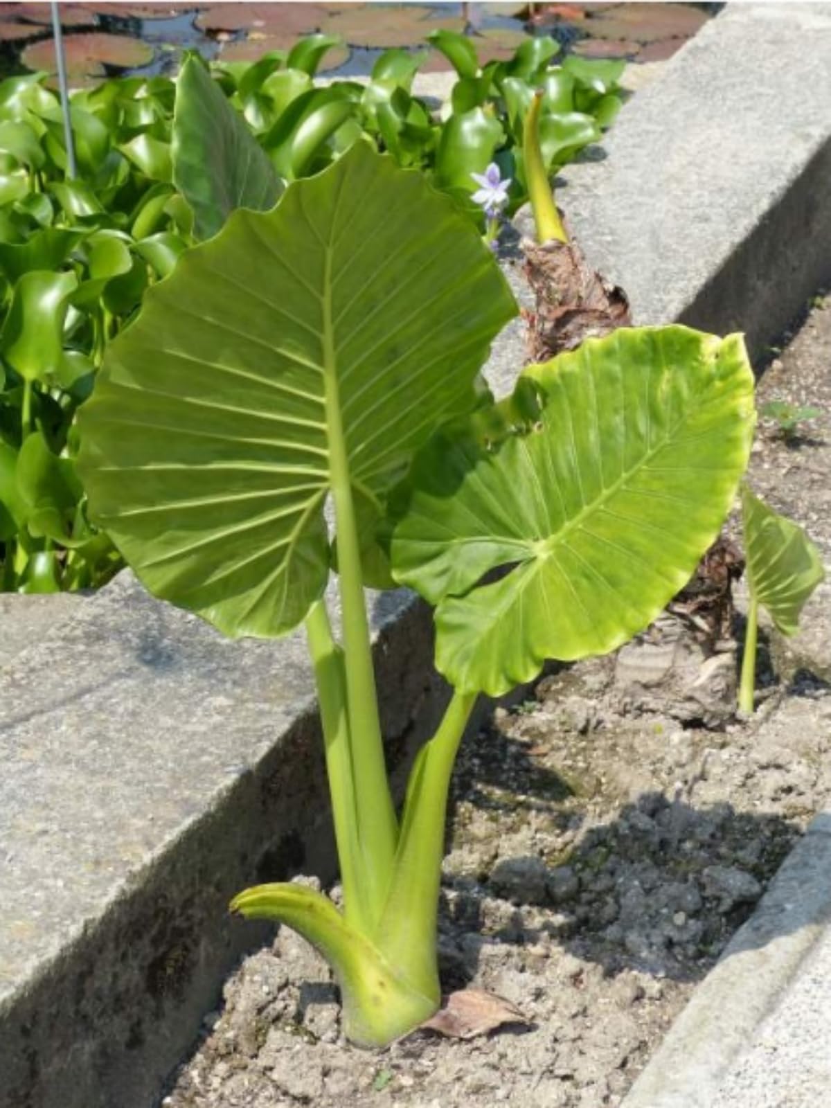 Elephant Ear/Strong Plants That Grow Well/Mix Golden Jade Carving Feels/Crop for Planting Now UK