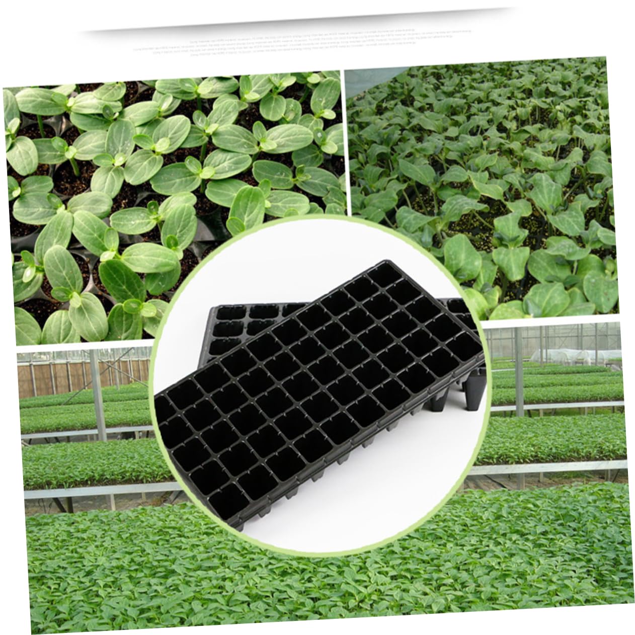 Plateau de Germination en Plastique Lot de 5 50 Alvéoles pour Jardinage et Bac à Plantes Ventilé Retrait Facile pour Semis et Propagation